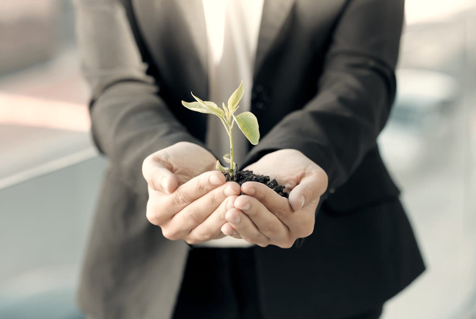 A person in a suit holding a young seedling in cupped hands.